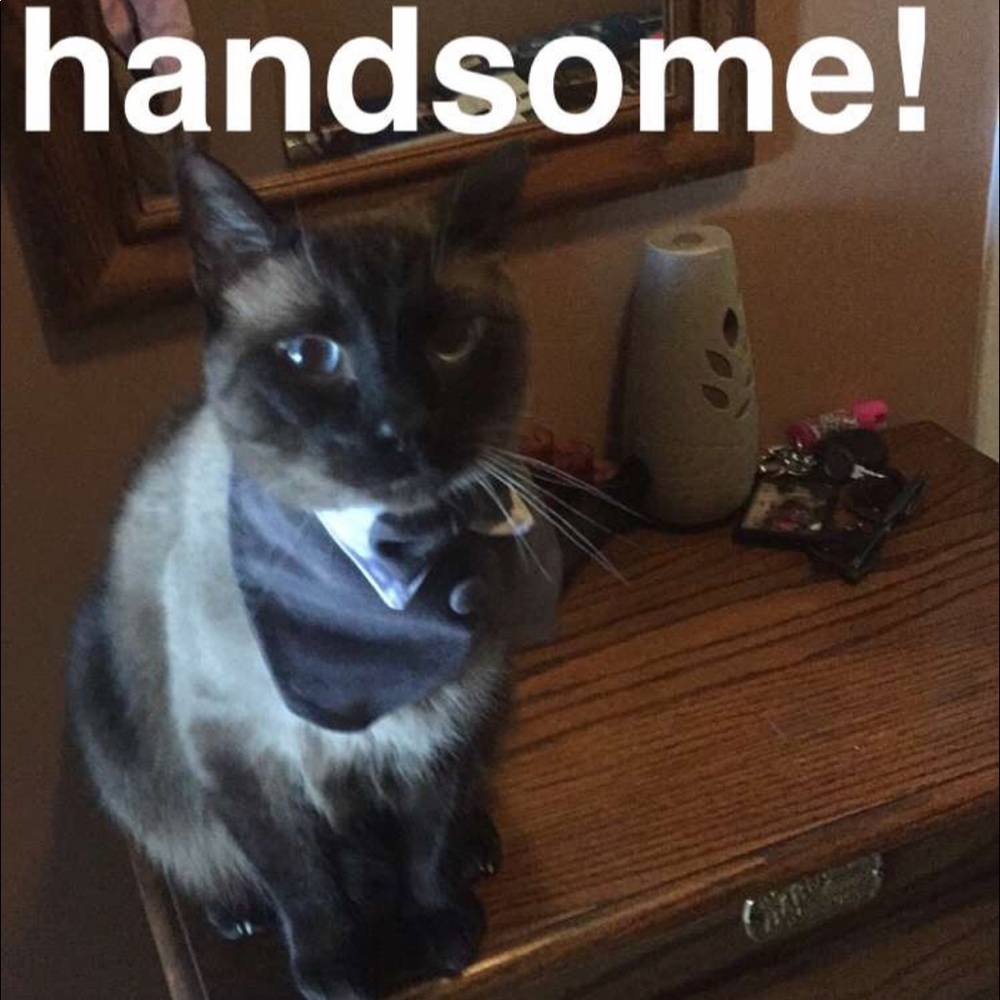 Salem the Siamese